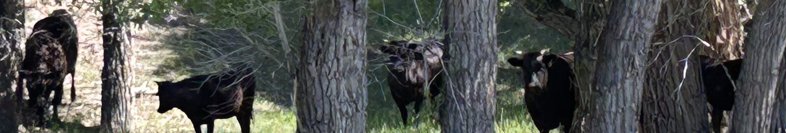 Hawks Hill Wagyu cattle standing among cottonwood trees