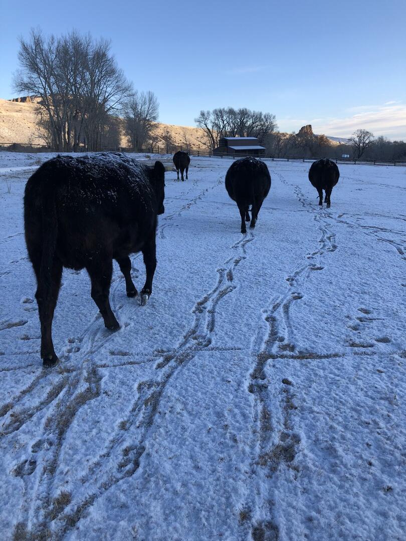 Hawks Hill Full Blood Wagyu